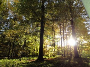 Ancrage dans la Nature Sacrée - Grounding into the Sacred nature